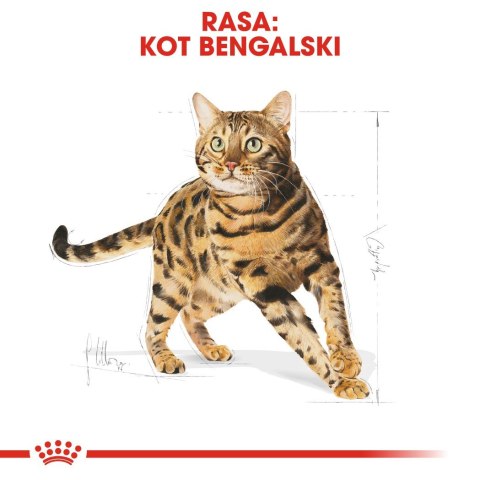 Royal Canin ROYAL CANIN Bengal Adult - sucha karma dla dorosłego kota - 10 kg